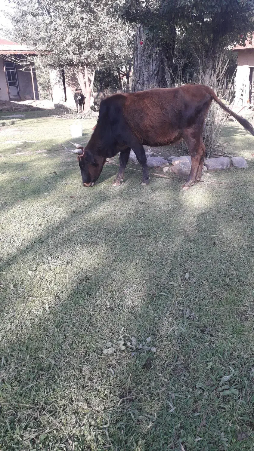 گاوشکمدارگوساله نرچالوسی|حیوانات مزرعه|گوراب زرمیخ, |دیوار