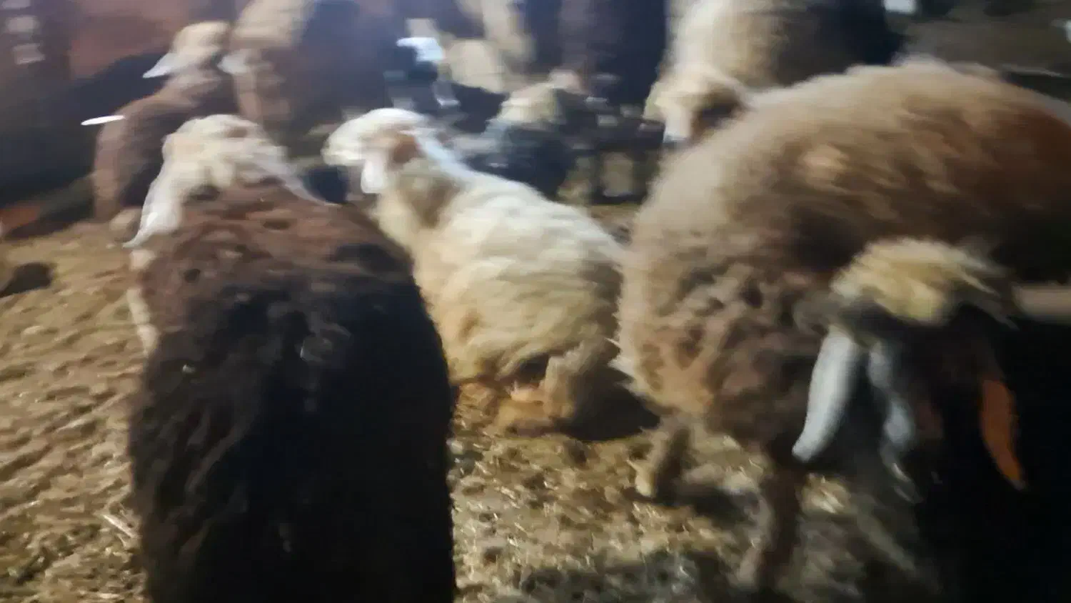 گوسفند|حیوانات مزرعه|باوی, |دیوار