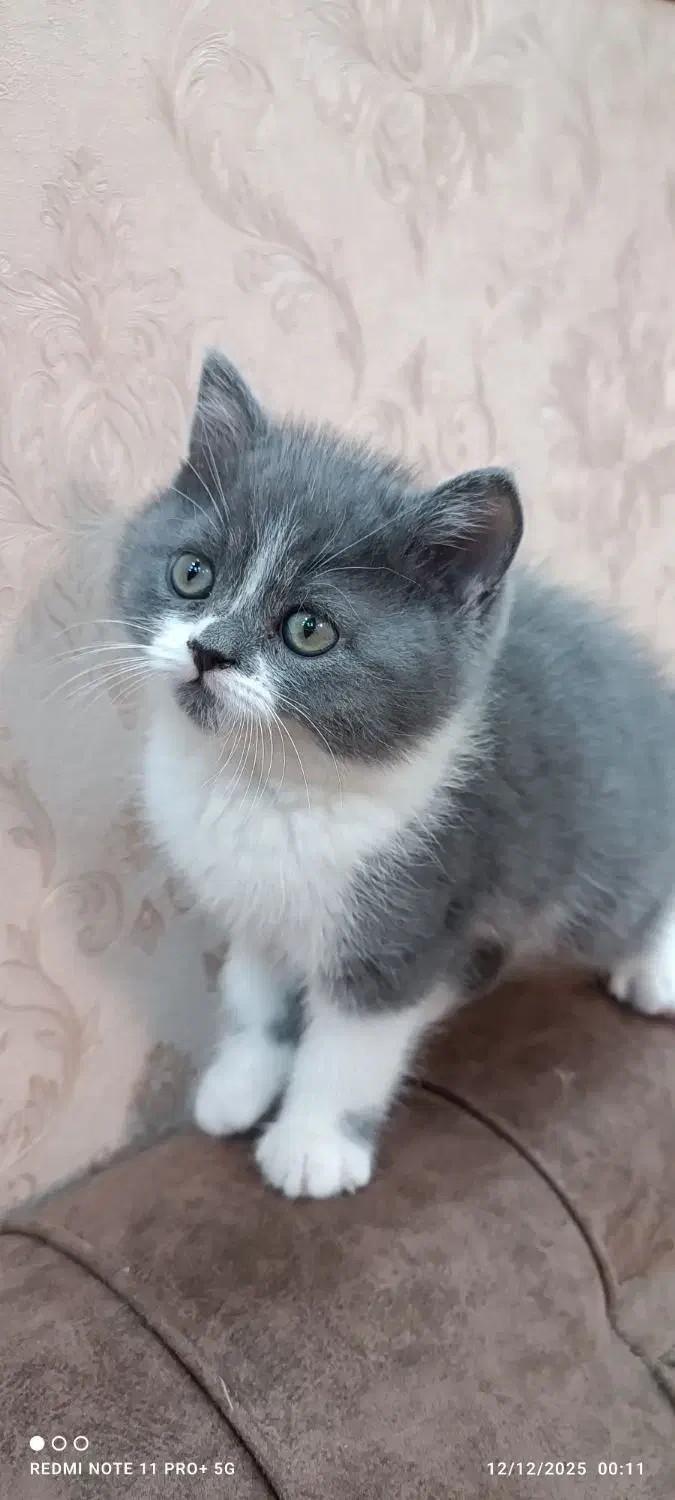 گربه بریتیش اصل وخاص|گربه|شیراز, قصرالدشت|دیوار