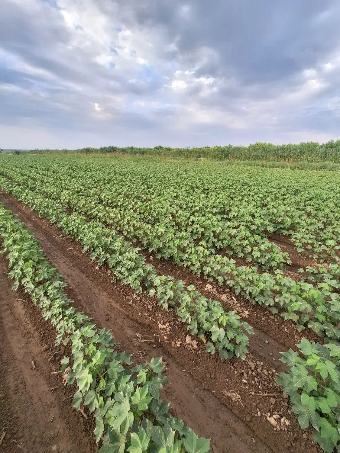 اجاره زمین زراعی بخش هفت|اجارهٔ دفتر صنعتی، کشاورزی، تجاری|پارسآباد, |دیوار