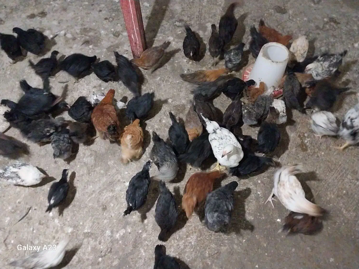 انواع جوجه مرغ و خروس گلین محلی امرکانا|حیوانات مزرعه|آمل, |دیوار