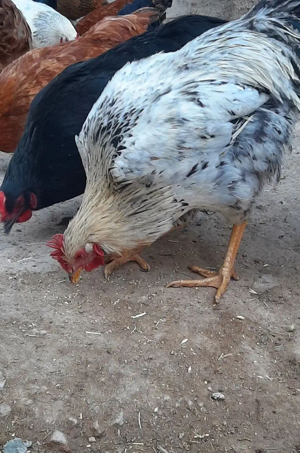 خروس محلی جوان|حیوانات مزرعه|اسفراین, |دیوار