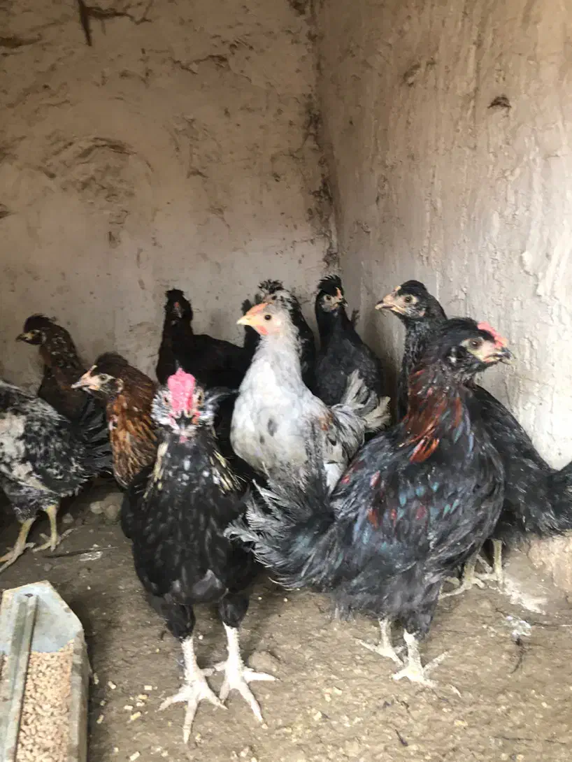 جوجه مرغ|حیوانات مزرعه|شهریار, شهریار|دیوار