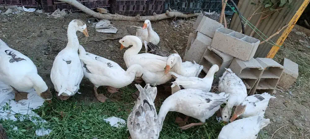 غاز|حیوانات مزرعه|نقده, |دیوار