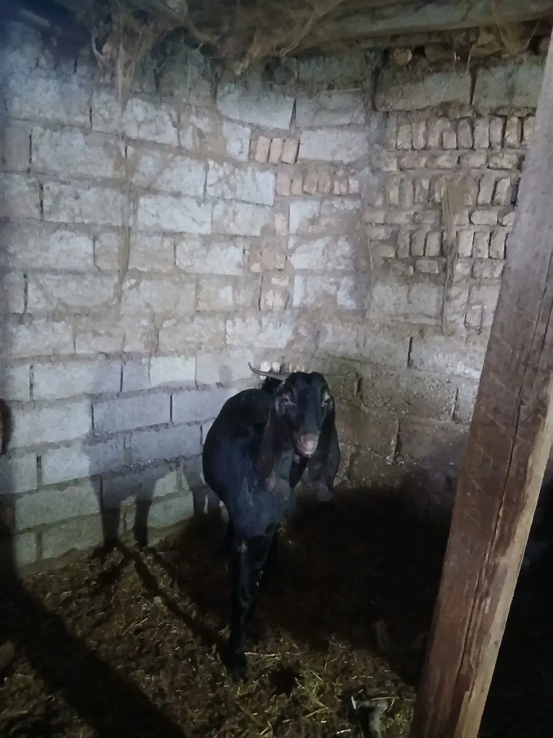 بز برای فروش گوسفند|حیوانات مزرعه|سوسنگرد, |دیوار