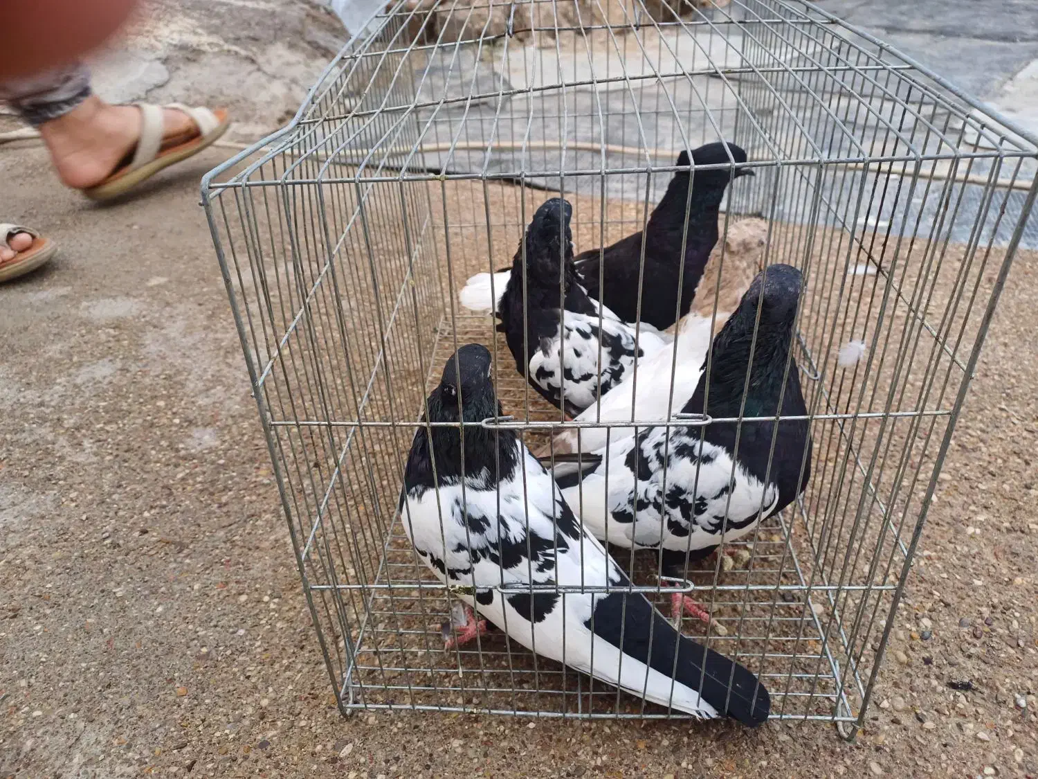 زرگان|پرنده|باوی, |دیوار