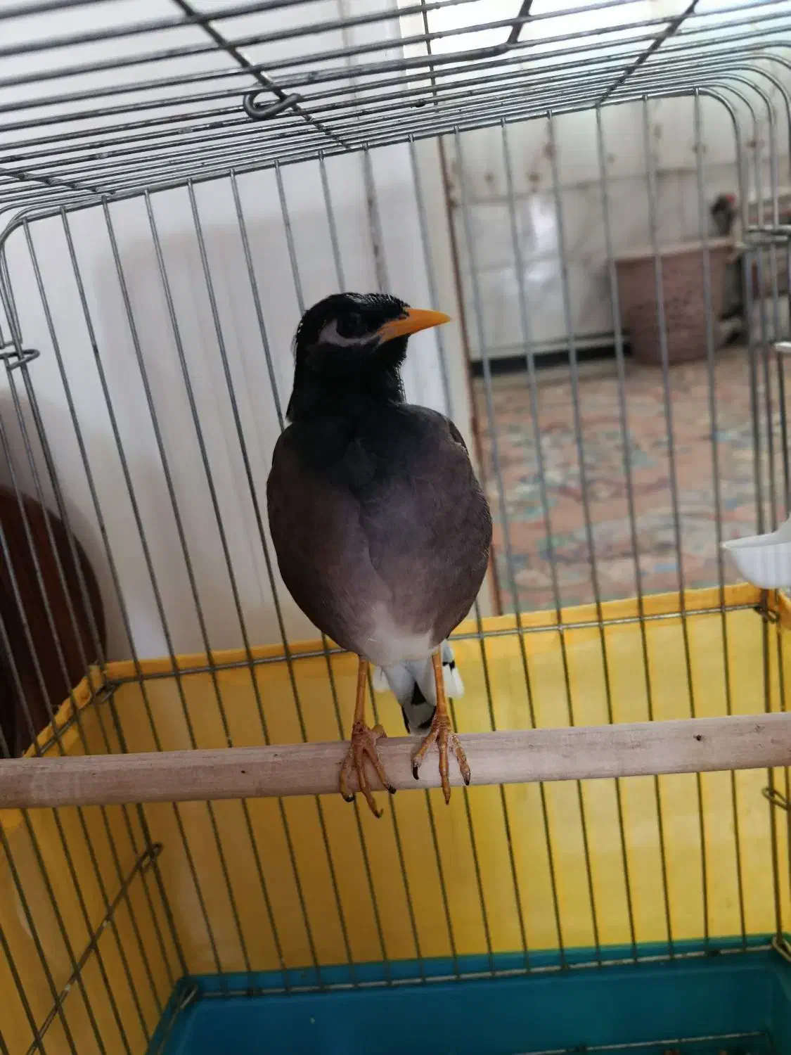 جوجه مرغ مینا نر 5 ماهه دستی با قفس|پرنده|قدس, شهرقدس|دیوار