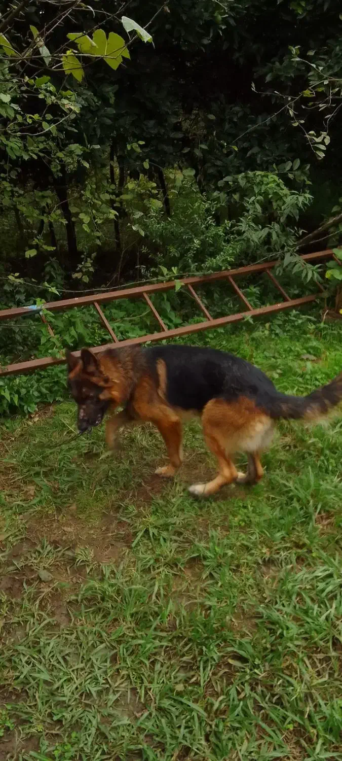 سگ ژرمن|سگ|شفت, |دیوار