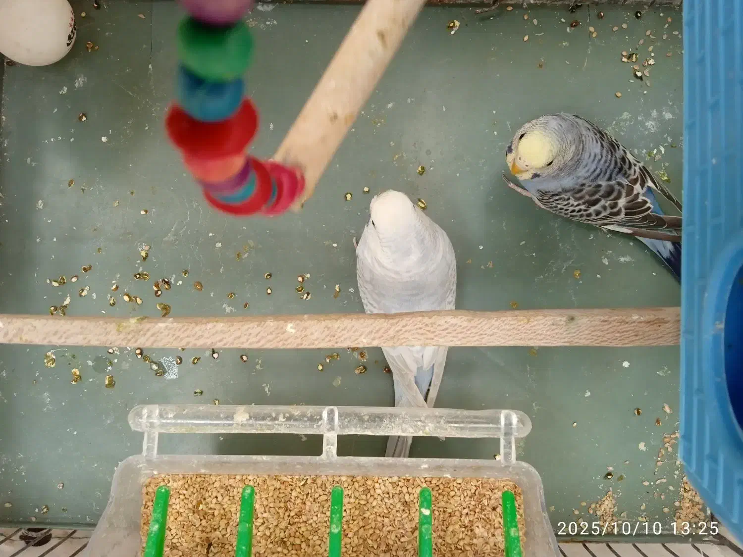 یک جفت مرغ عشق|پرنده|ری, عباس‌آباد|دیوار