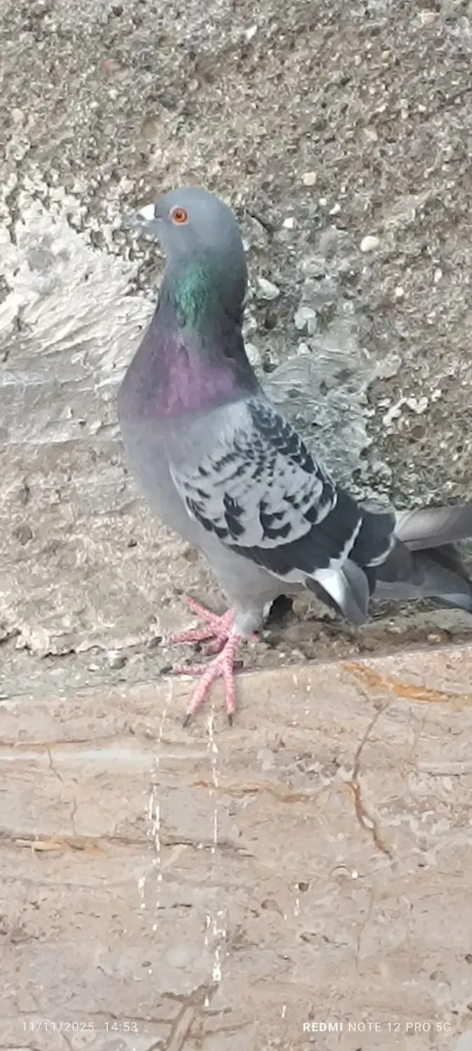 پلاکی|پرنده|میناب, |دیوار