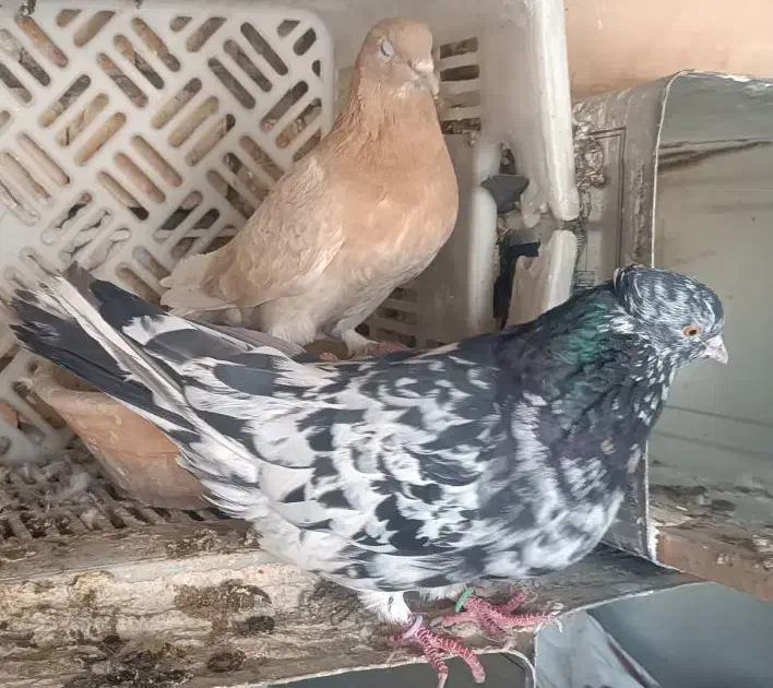 کبوتر خوب|پرنده|قم, لسانی|دیوار