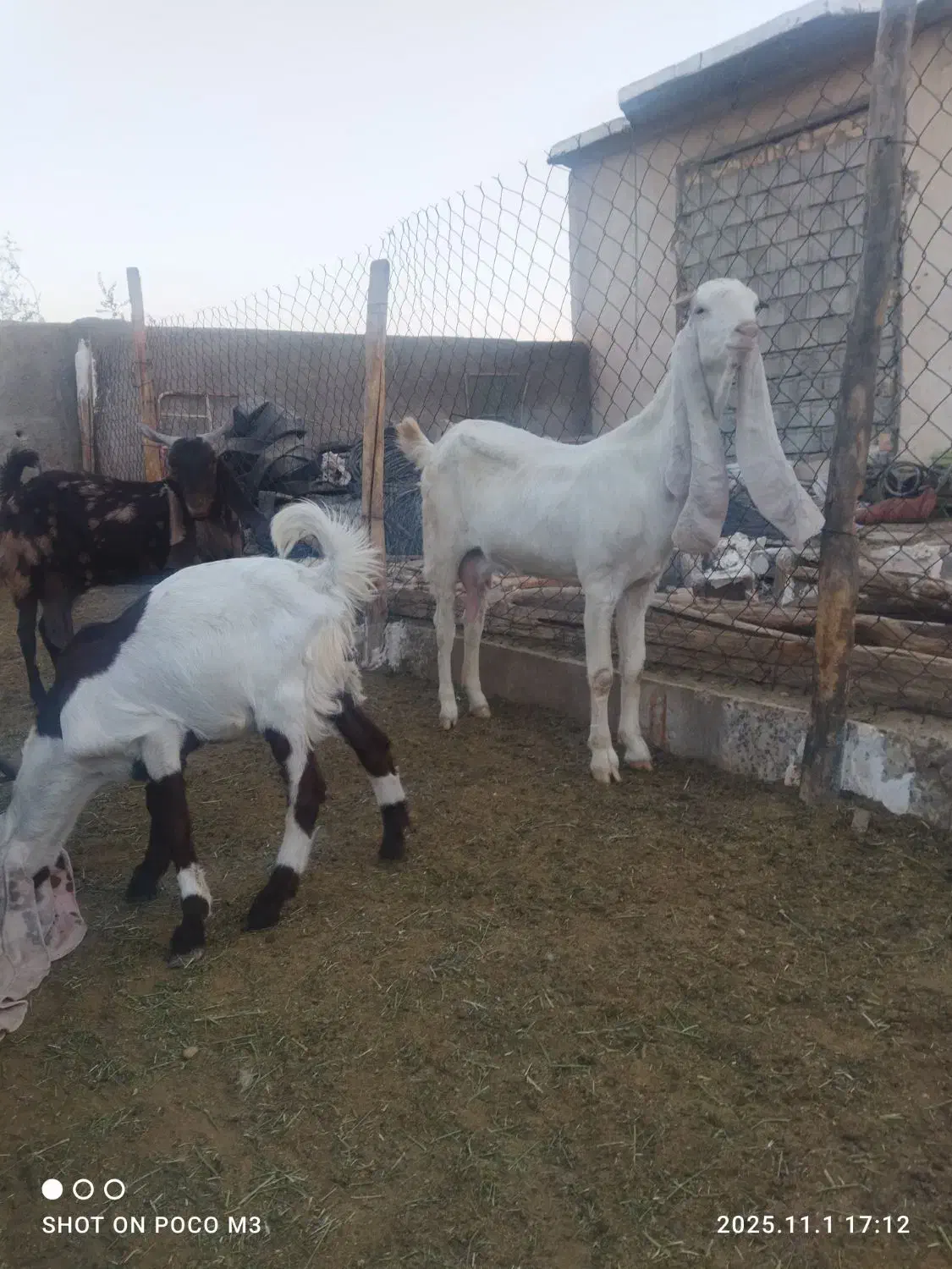 بز..کهره گلابی|حیوانات مزرعه|شیراز, کرونی(خاتونک)|دیوار