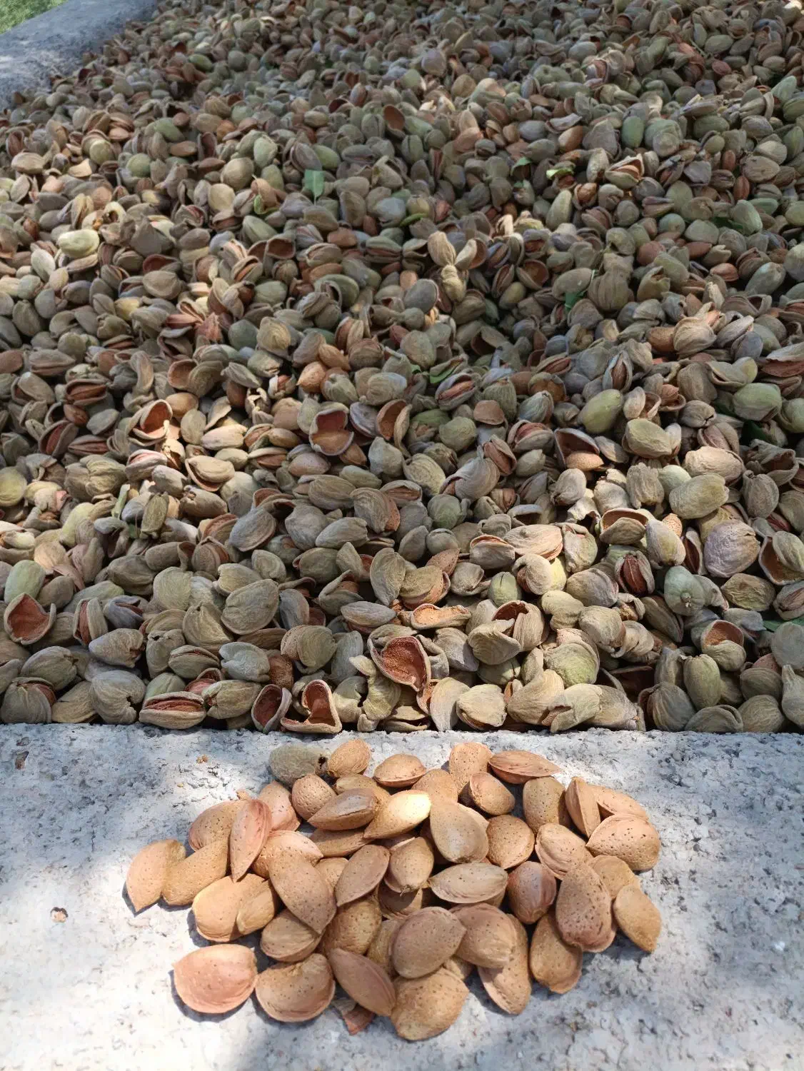 باغ بادام ۵ ساله|فروش دفتر صنعتی، کشاورزی، تجاری|بوئین زهرا, |دیوار