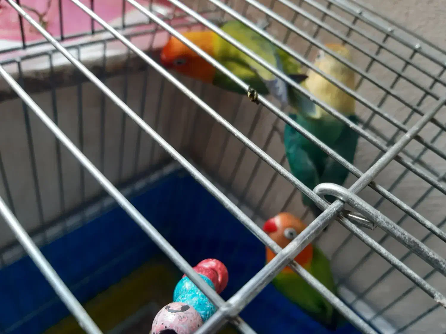 . طوطی کوتوله نژاد دار خاص .نجف آباد|پرنده|نجفآباد, فردوسی شمالی|دیوار