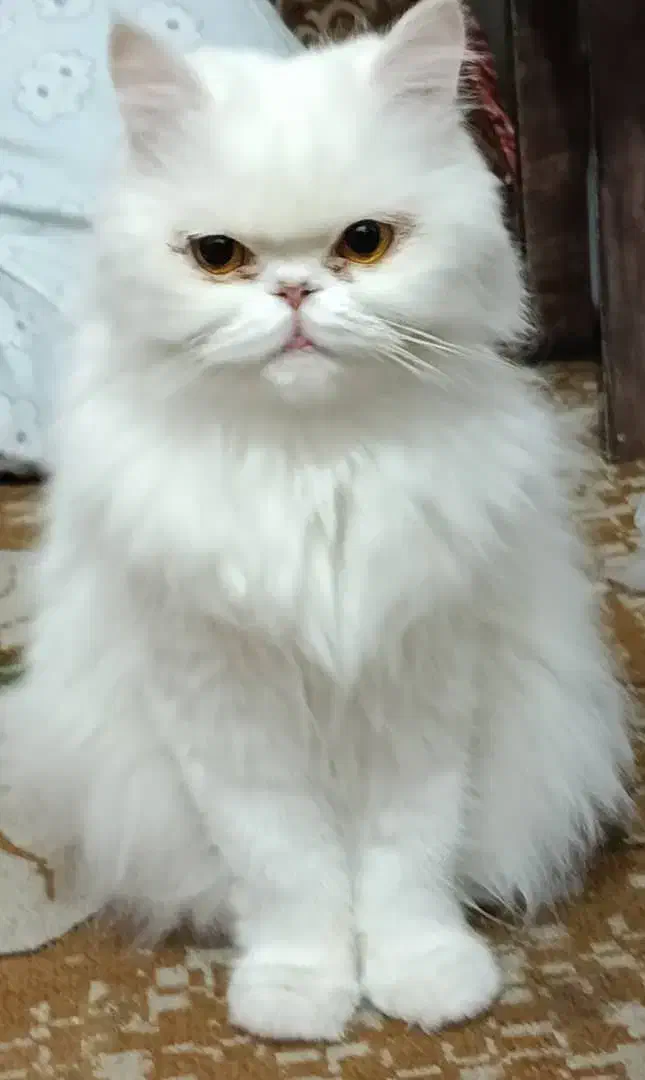 فروش گربه پرشین|گربه|بندرعباس, |دیوار