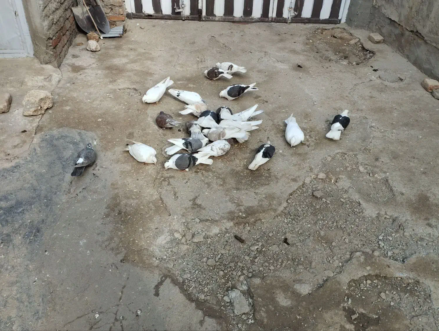 ...|پرنده|سیلاخور, |دیوار