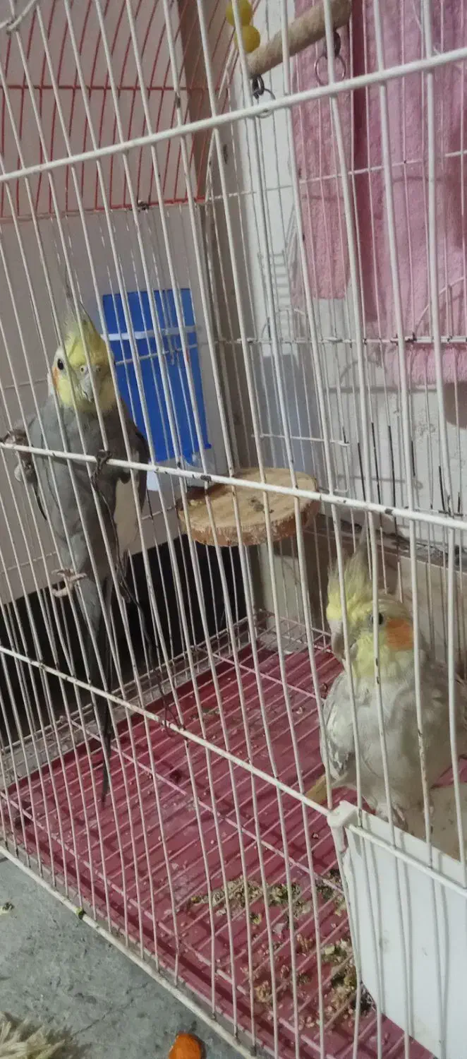 یک جفت عروس هلندی|پرنده|شیروان (خراسان), |دیوار