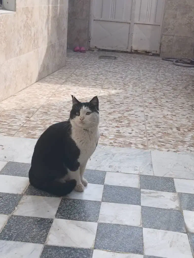 گربه نر|گربه|عسگران, |دیوار