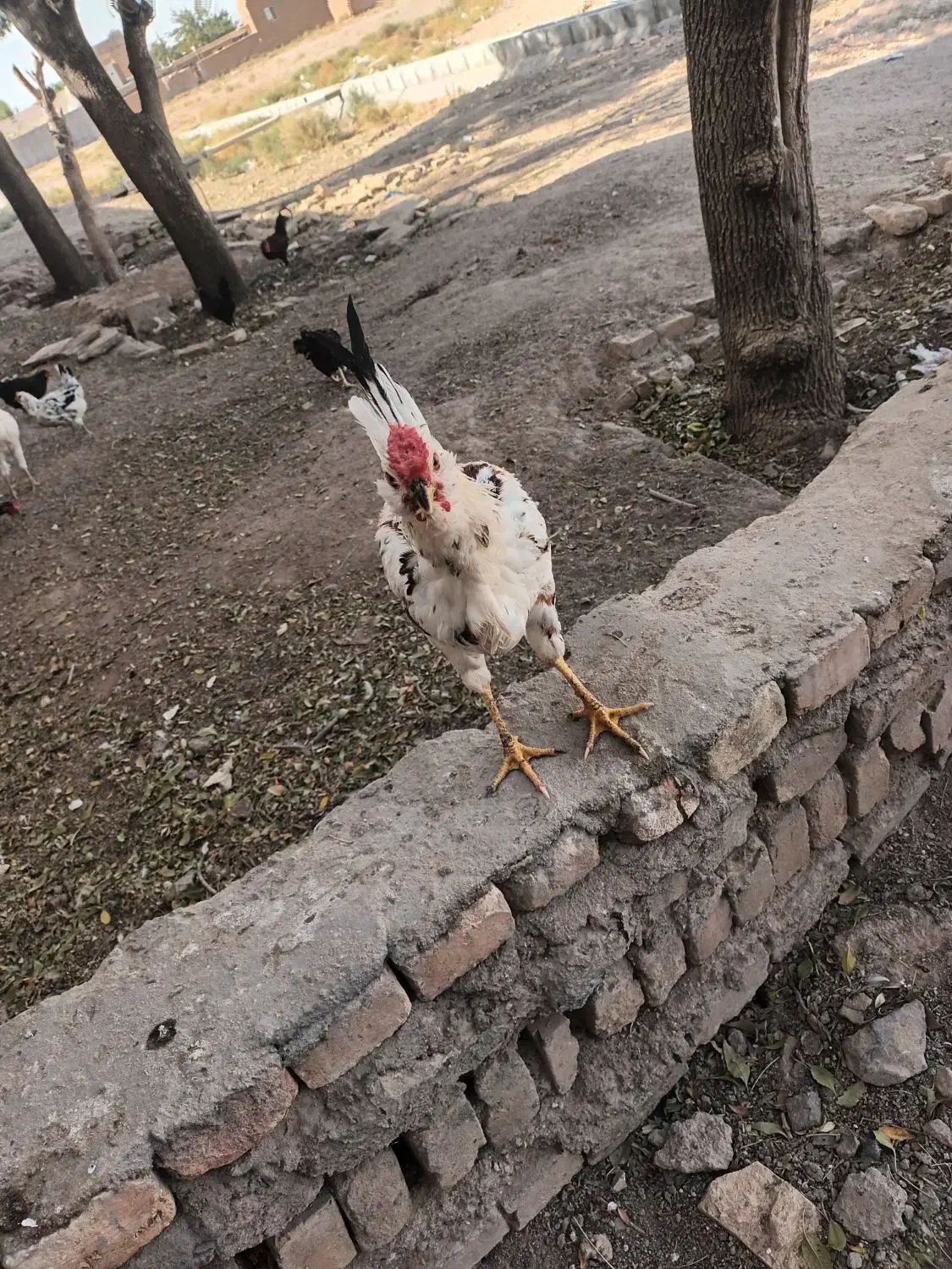 خروس گلین|حیوانات مزرعه|زرندیه, |دیوار