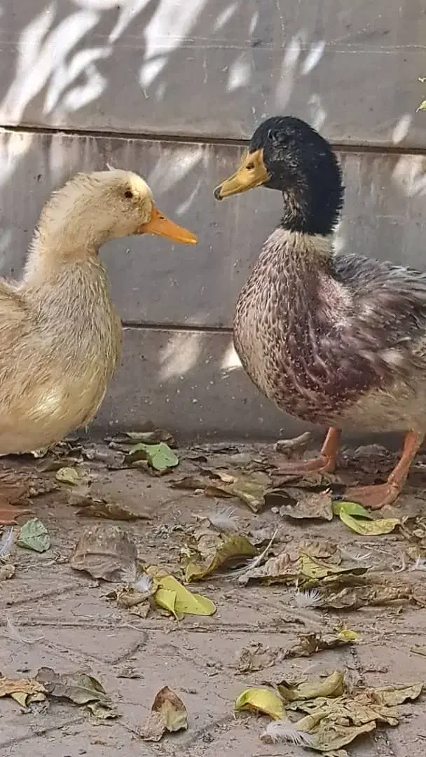 اردک های زیبا|حیوانات مزرعه|مرودشت, بیست متری بیمارستان|دیوار