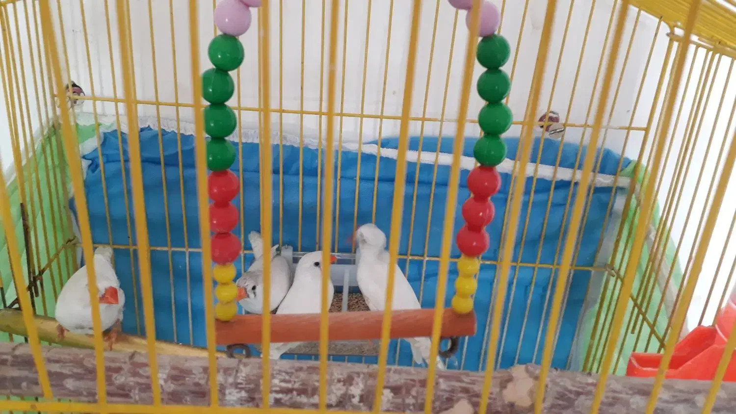 فنچ فروشی|پرنده|مشهد, گاز|دیوار