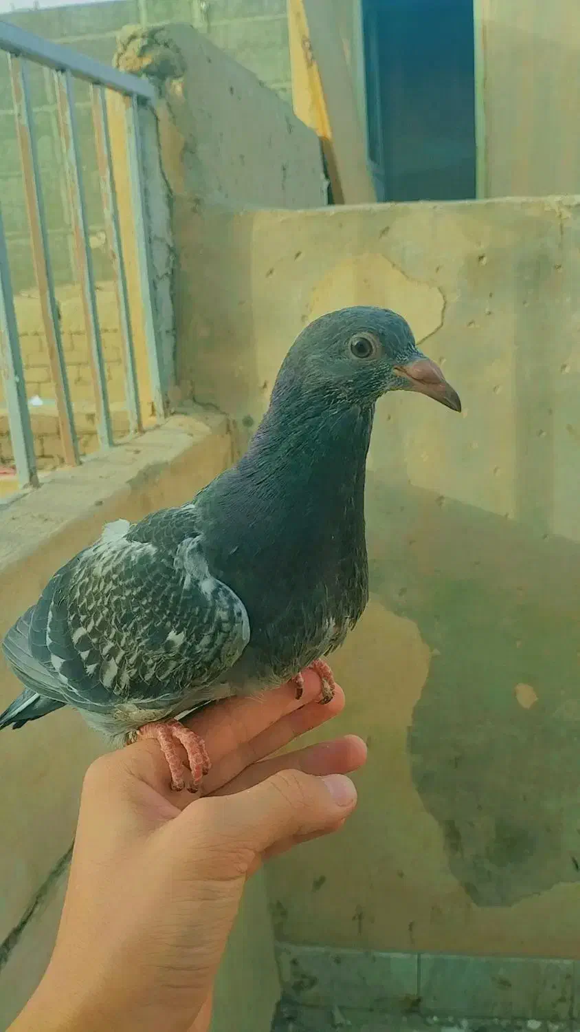 ماده لایی باختی|حیوانات|زاهدان, |دیوار