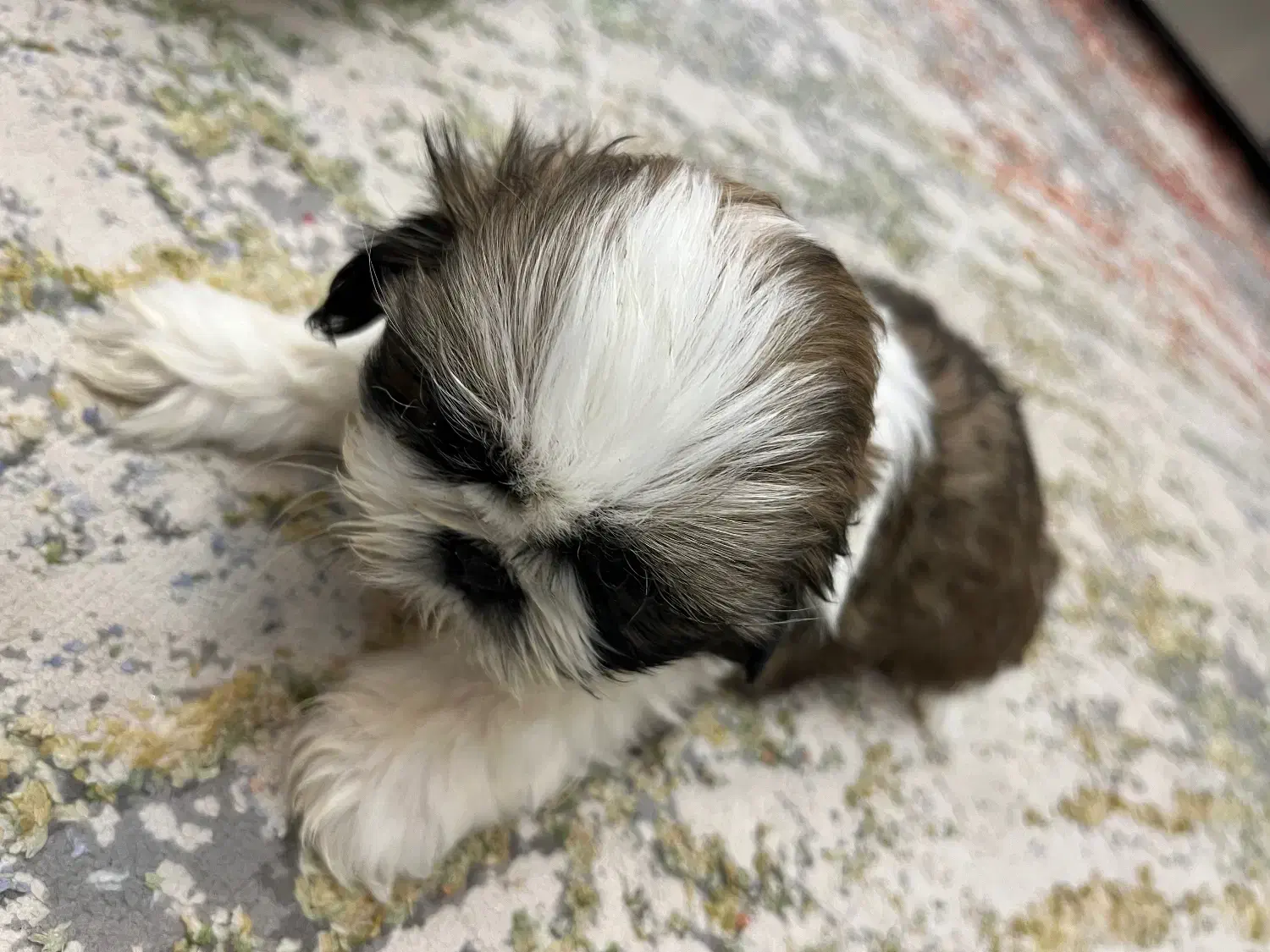 شیتزو سوپر فلت اصل|سگ|اصفهان, ارغوانیه|دیوار