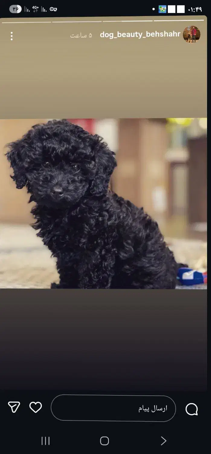 پودل رنک خاص مشکی|سگ|تهران, جوادیه تهرانپارس|دیوار