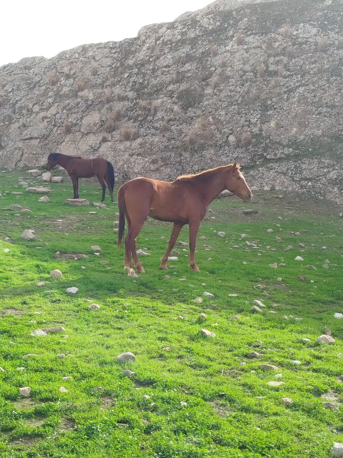 حیوان باری|اسب و تجهیزات اسبسواری|بانه, |دیوار