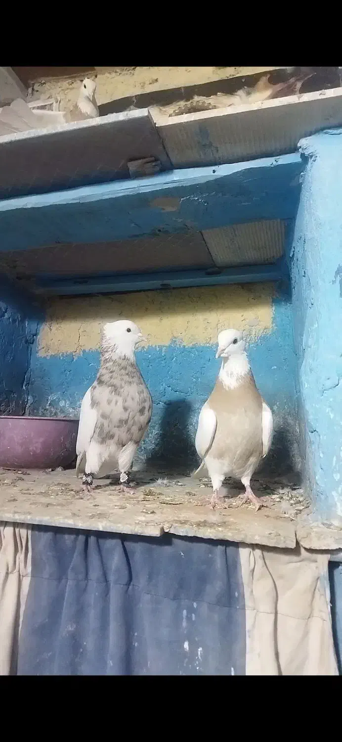 طوقی کرم اجری خال|پرنده|داران, |دیوار