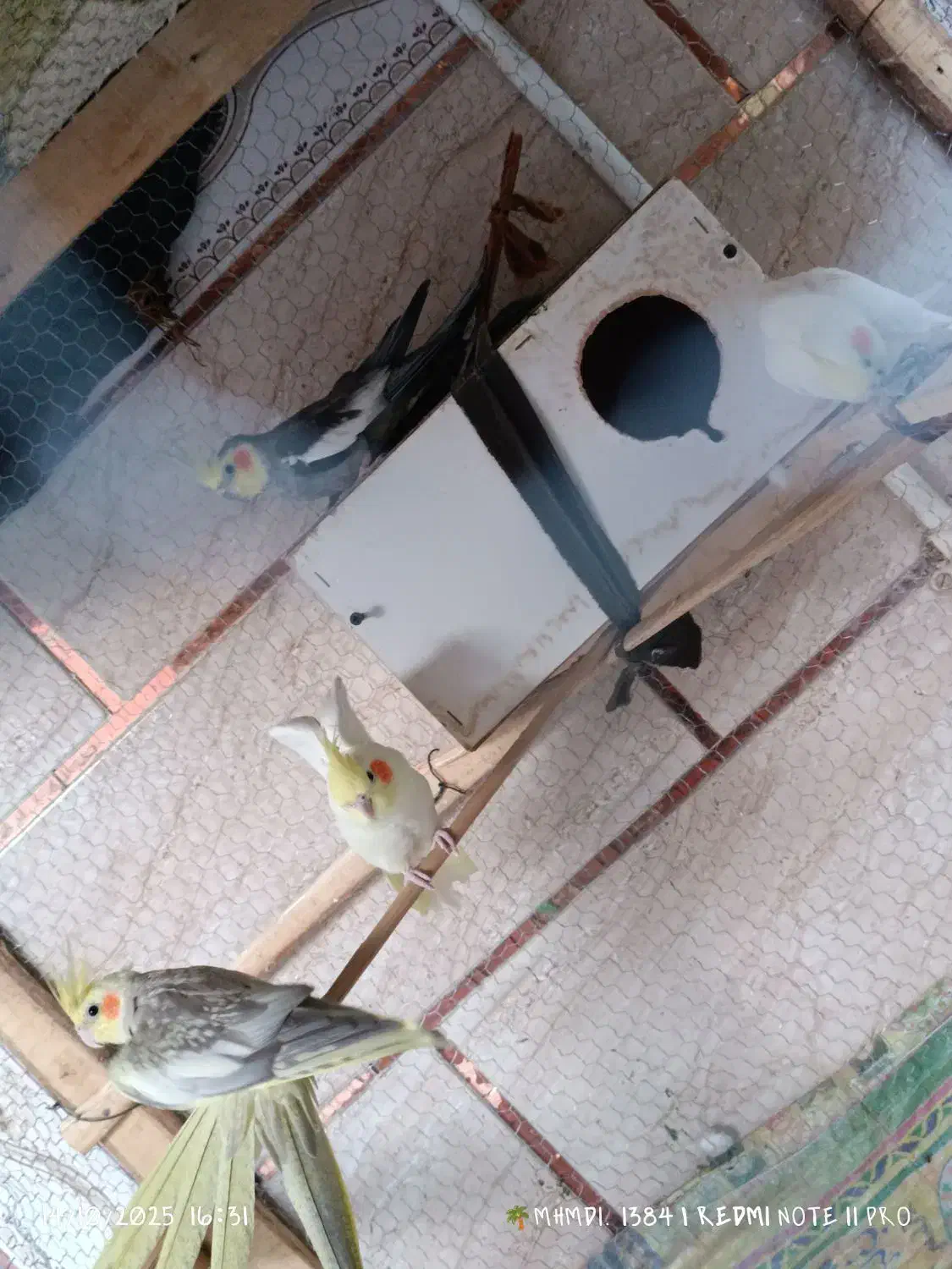 عروس هلندی|پرنده|سراوان, |دیوار