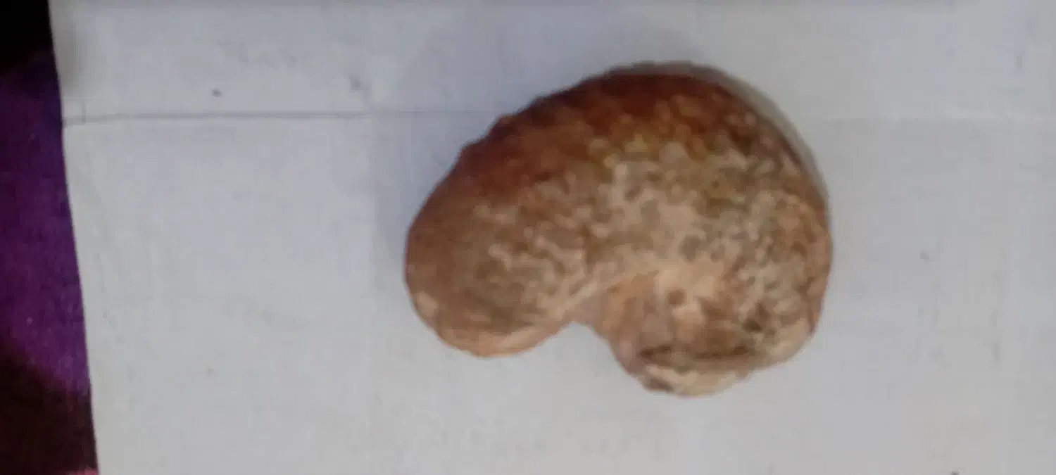 فسیل|کلکسیون اشیاء عتیقه|شوشتر, |دیوار