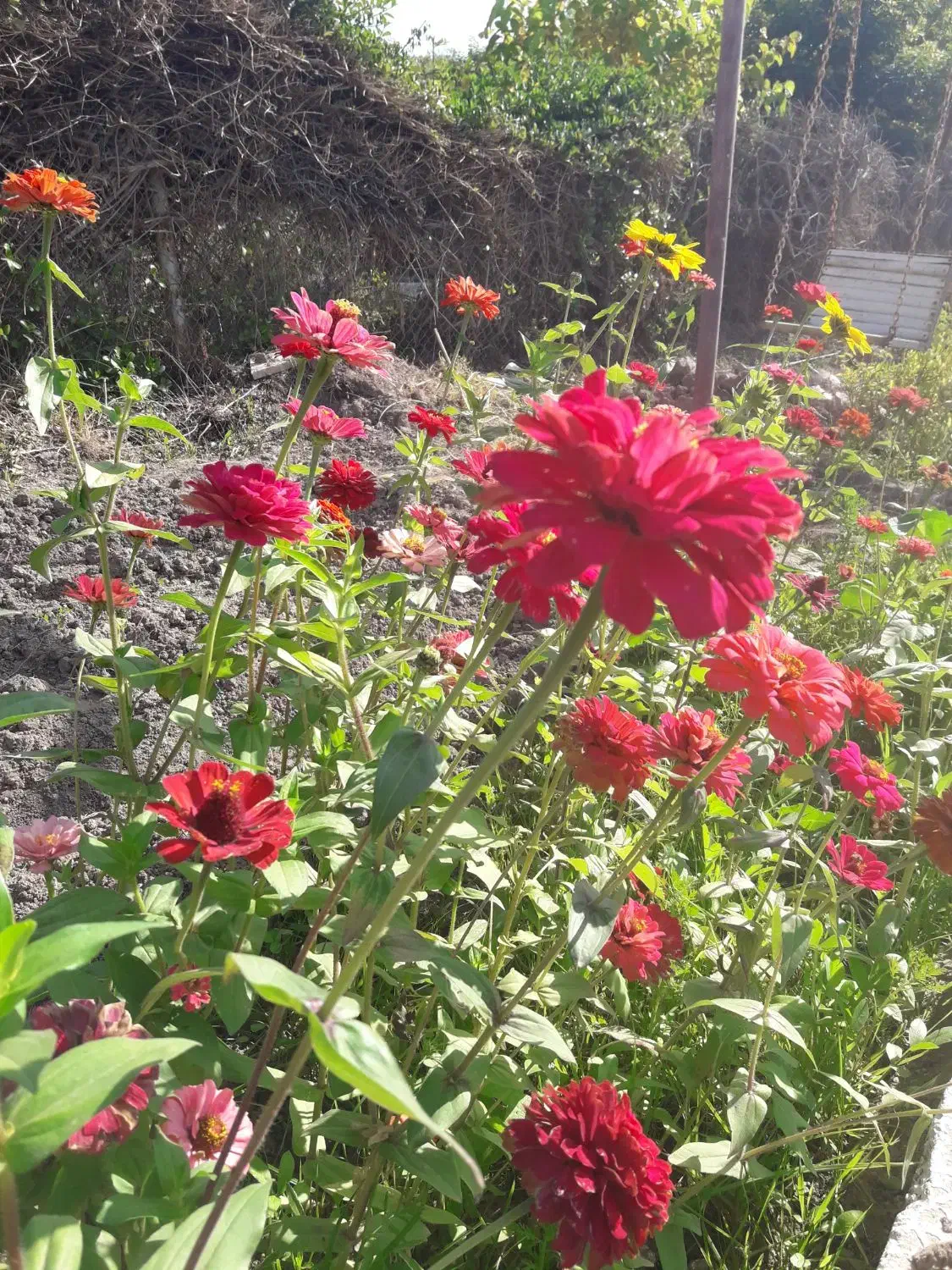 باغبان|خدمات باغبانی و درختکاری|خرمشهر, |دیوار