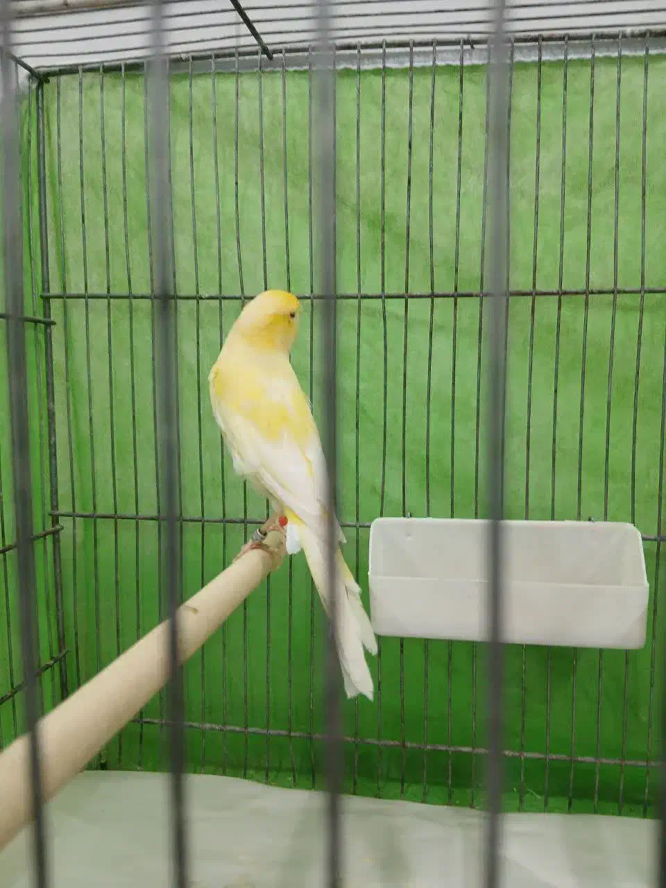 قناری‌فروشی|پرنده|قم, وادی السلام|دیوار