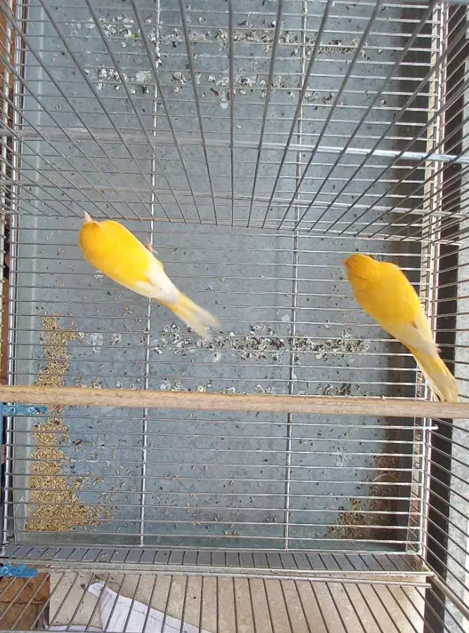 قناری نر پرتغالی|پرنده|تهران, چیتگر شمالی|دیوار