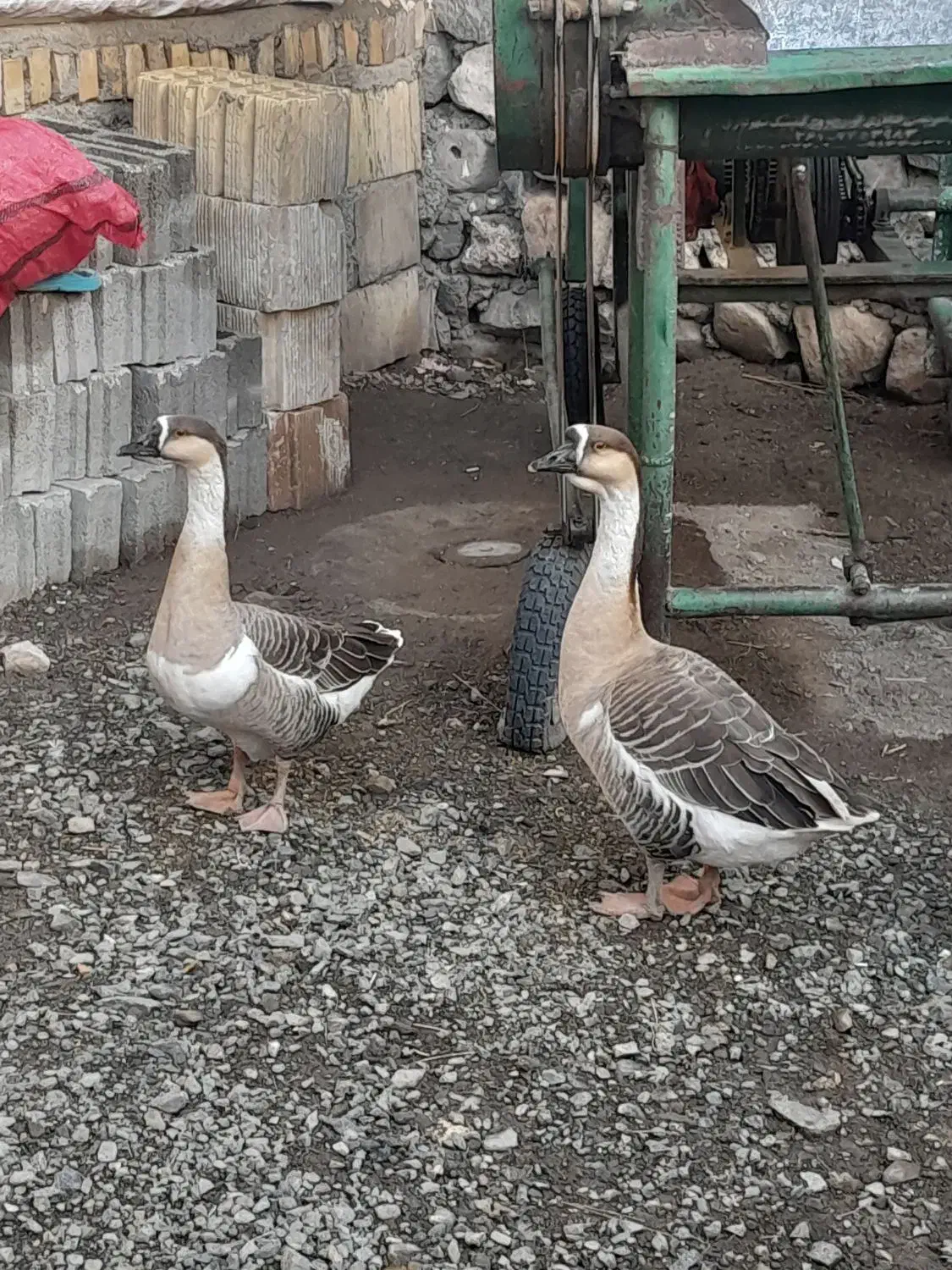 قوغاز|حیوانات مزرعه|صفائیه, |دیوار