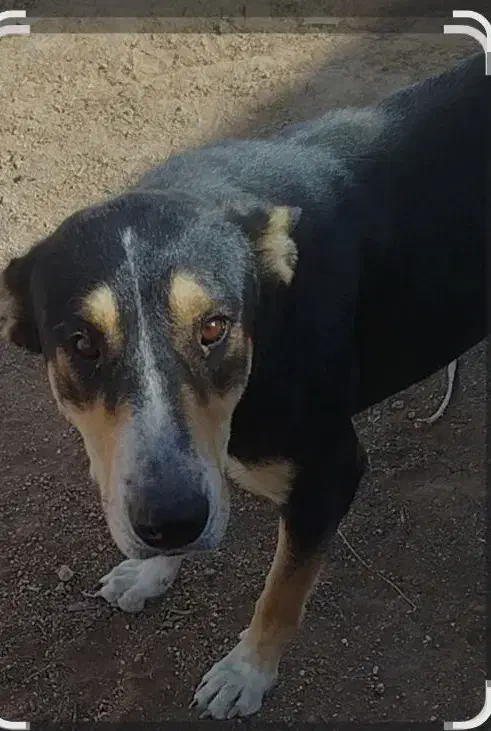 سگ نژاد دار نگهبان|سگ|شیراز, قلات|دیوار