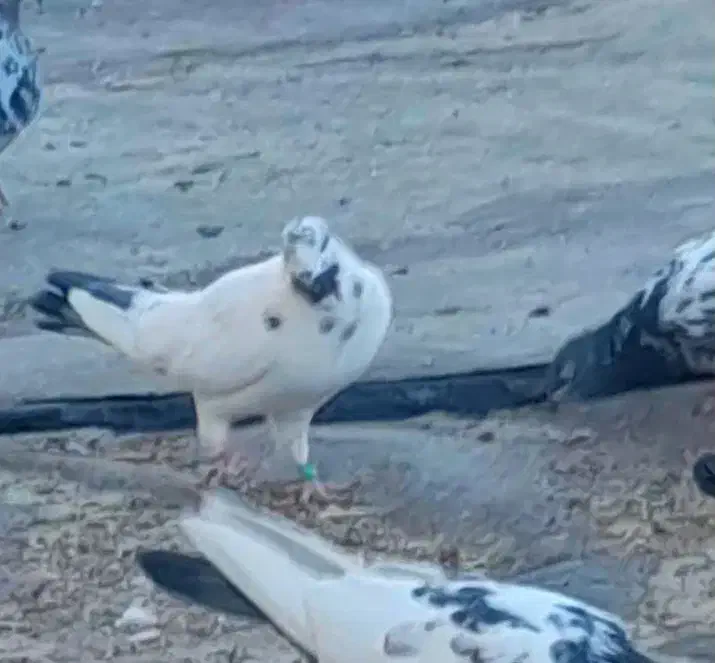 کبوتر در پرنده|حیوانات|بروجن, |دیوار