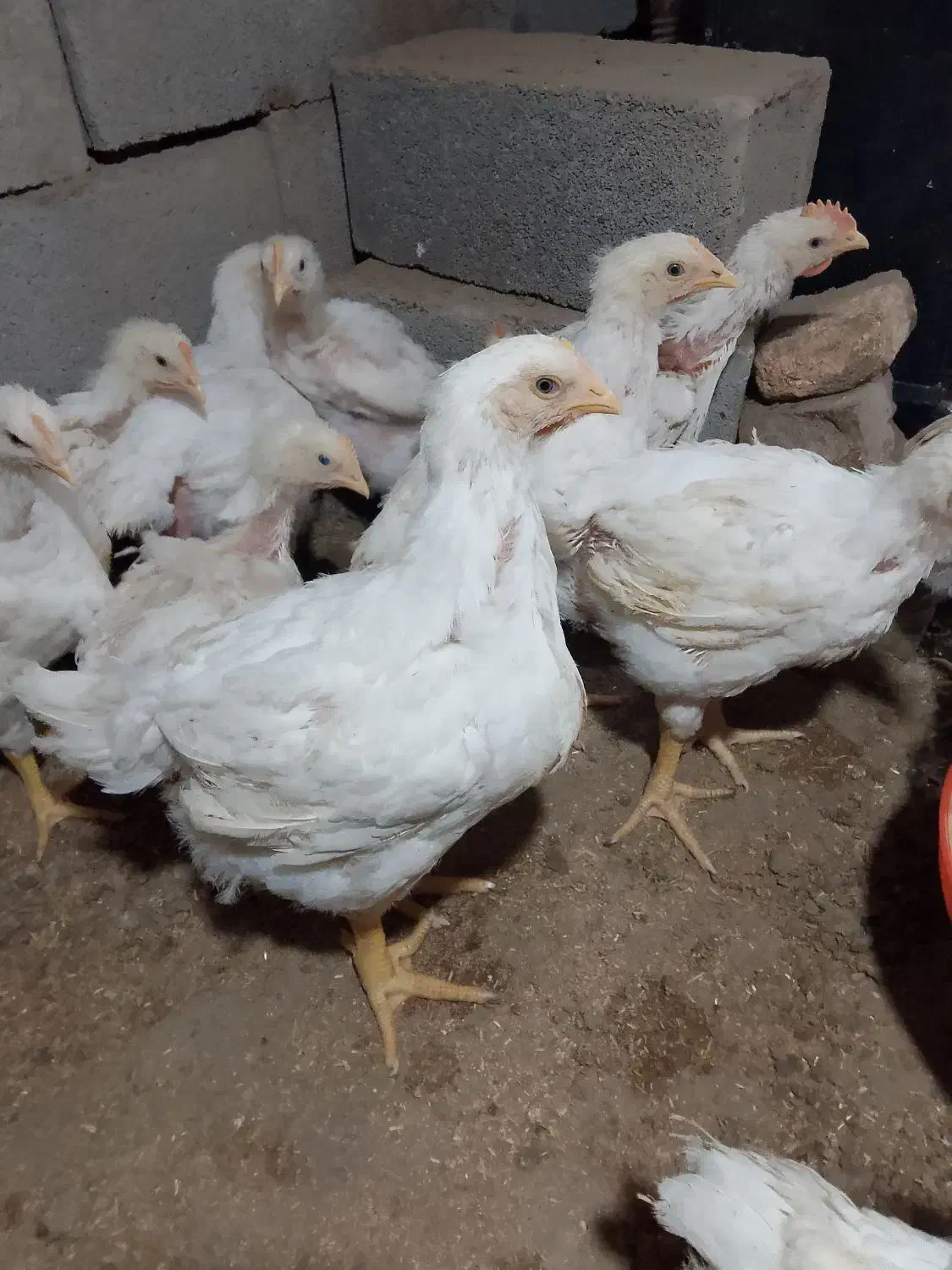 فقط ۱۳۰ ارگانیک|حیوانات مزرعه|تاتار علیا, |دیوار