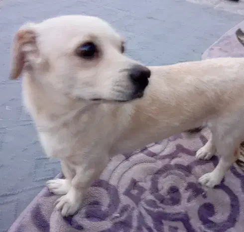 سگ نر پاکوتاه|سگ|داراب, |دیوار