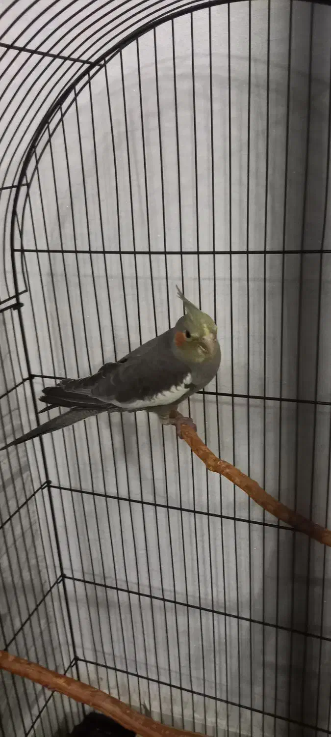 جوجه عروس هلندی نر|پرنده|قدس, شهر‌قدس|دیوار