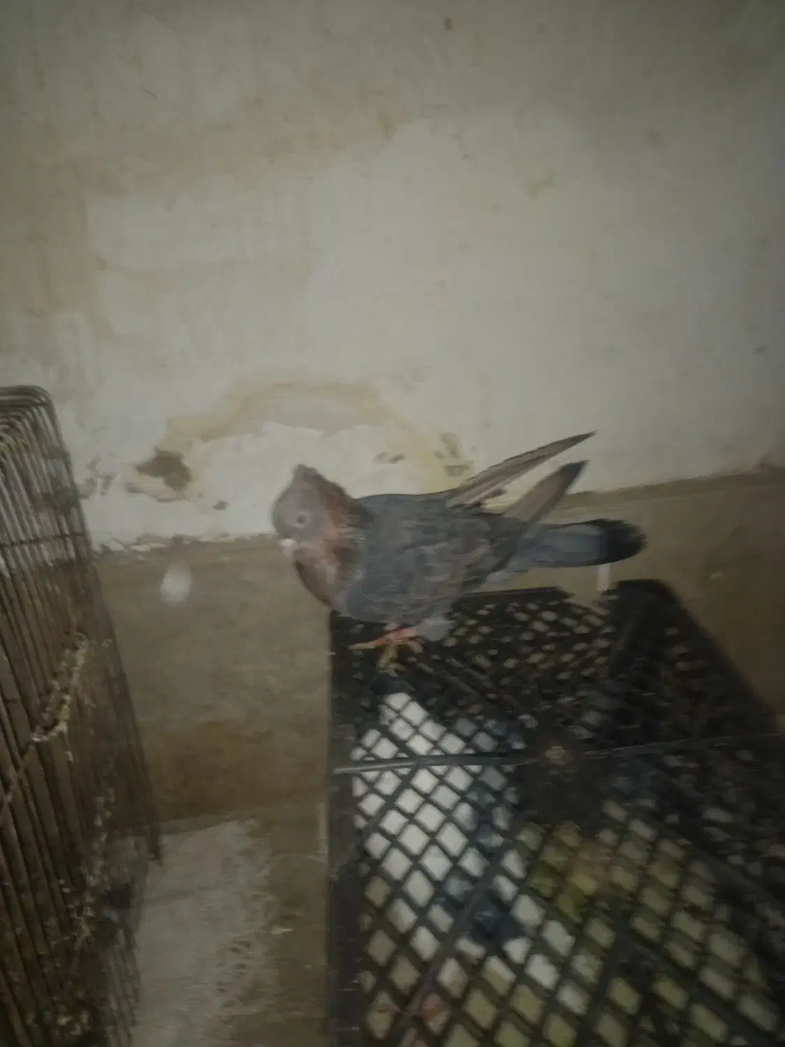 همه روهم یک ملیون|پرنده|دورود, |دیوار