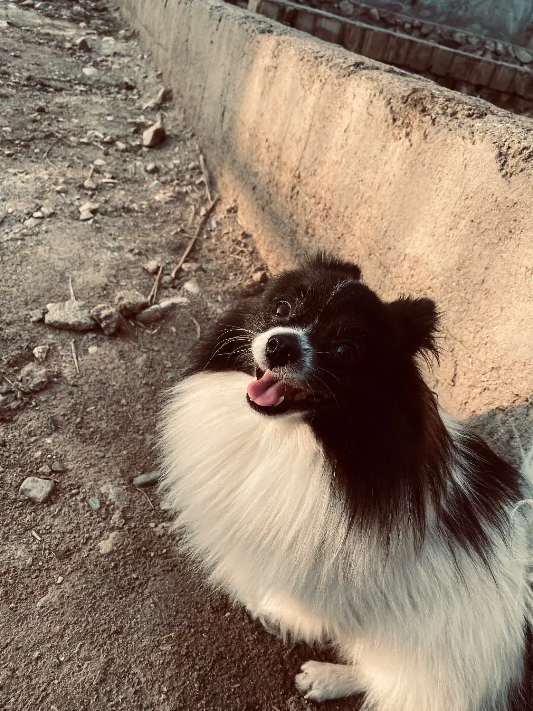 گمشده سگ|حیوانات|بندرعباس, |دیوار