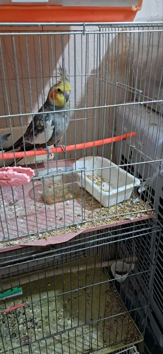 عروس هلندی جفت و یدون اهلی|پرنده|آذرشهر, |دیوار