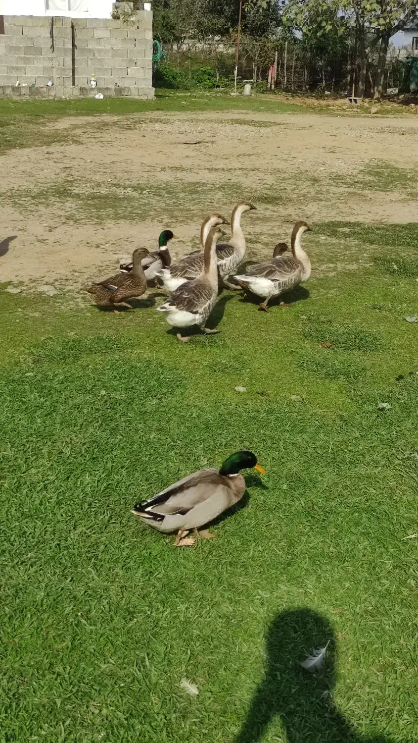 فروش قوغاز محلی|حیوانات مزرعه|ماکلوان, |دیوار