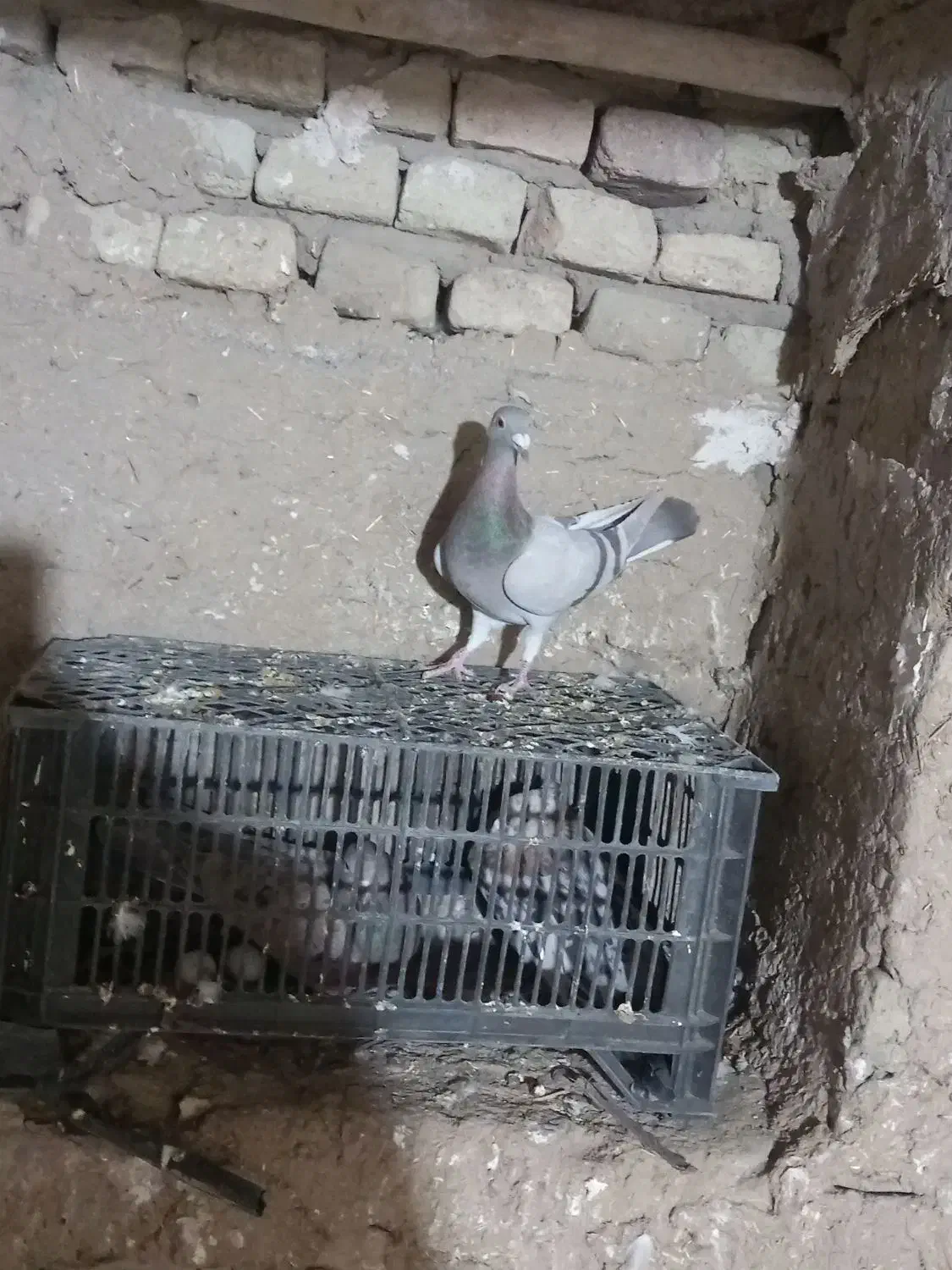 نامور|پرنده|لالجین, |دیوار