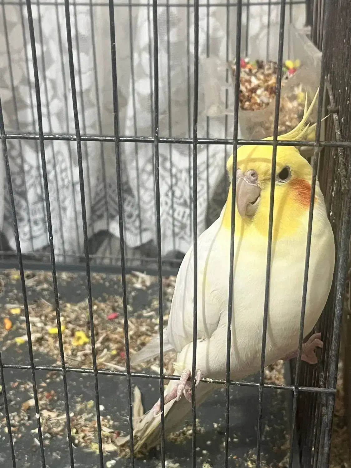 عروس هلندی مرغ عشق|پرنده|رباطکریم, الارد|دیوار