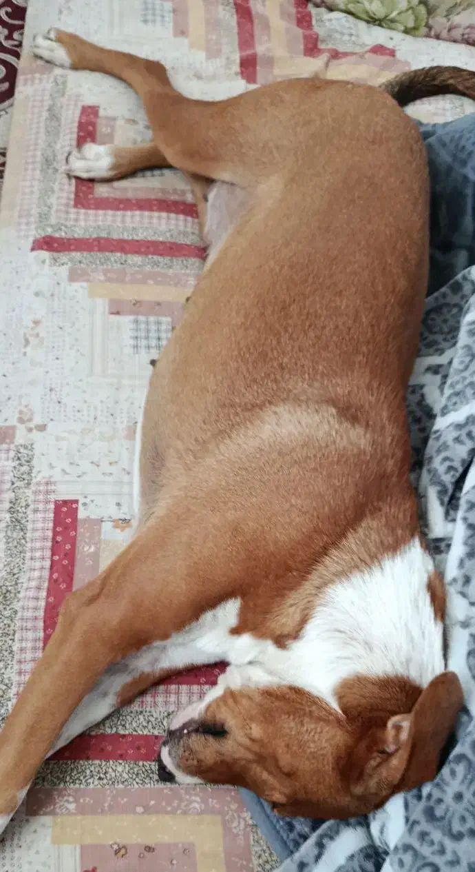 سگ. gom shode|سگ|شیراز, پودنک|دیوار