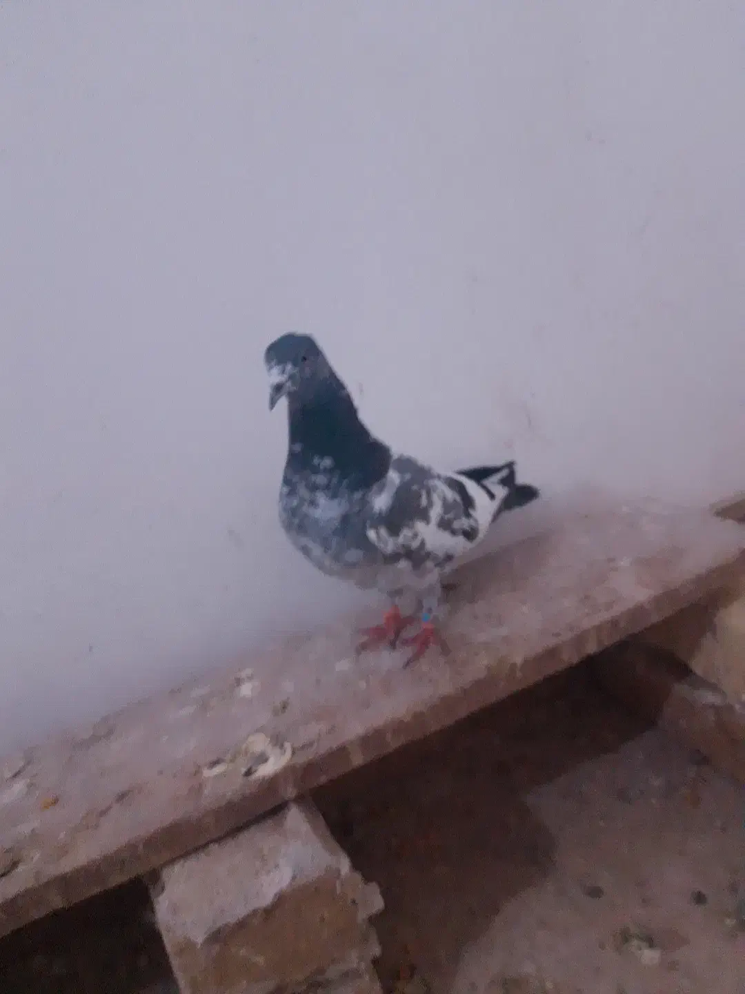 کفتر|پرنده|بروجرد, |دیوار