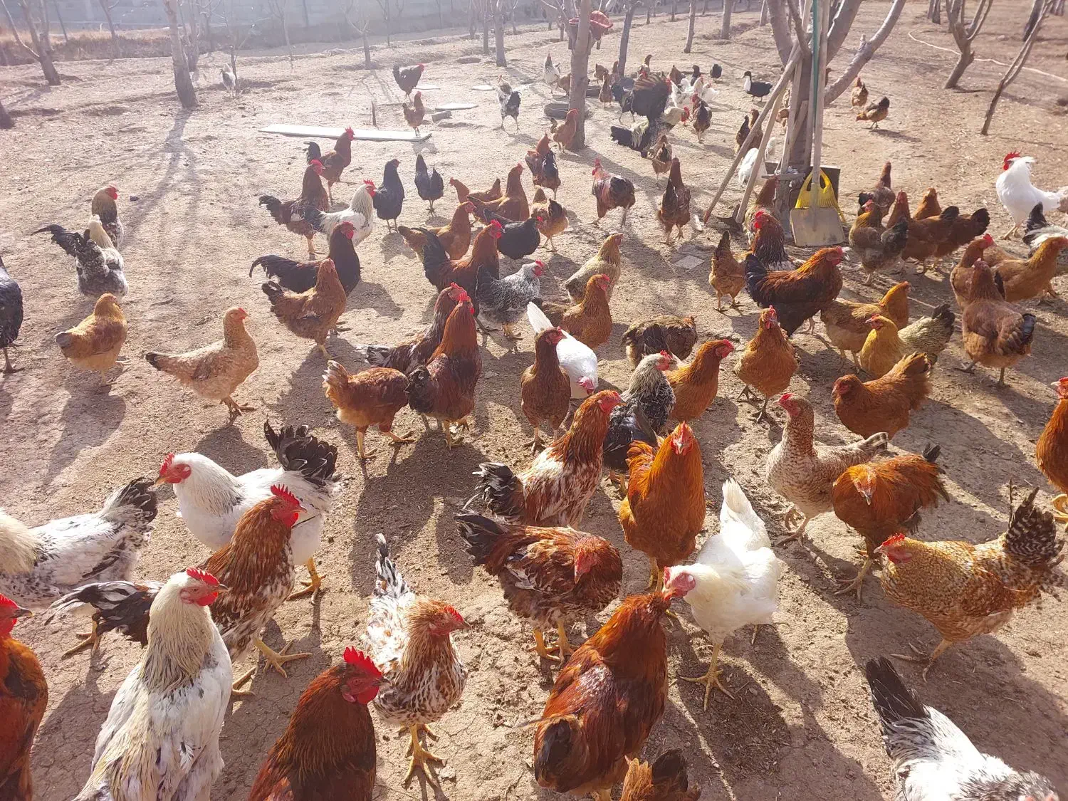 فروش خروس محلی|حیوانات مزرعه|هیر, |دیوار